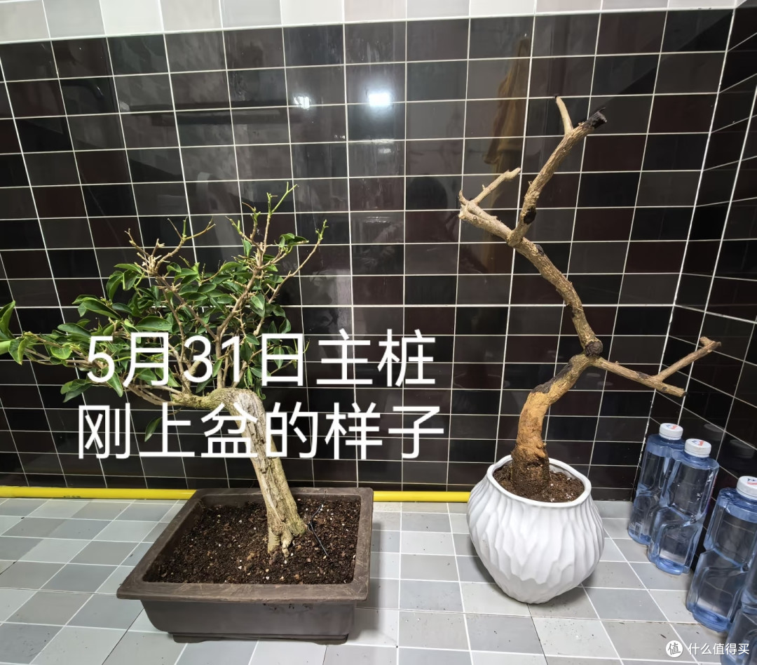 剪段三角梅枝做盆景,成活率90%,省钱又出效果,比买老桩还漂亮