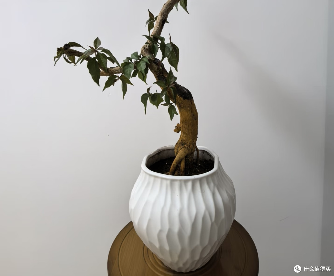 剪段三角梅枝做盆景,成活率90%,省钱又出效果,比买老桩还漂亮