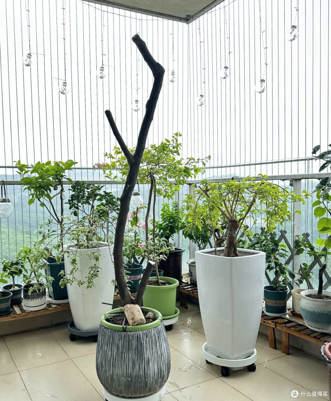 剪段三角梅枝做盆景,成活率90%,省钱又出效果,比买老桩还漂亮