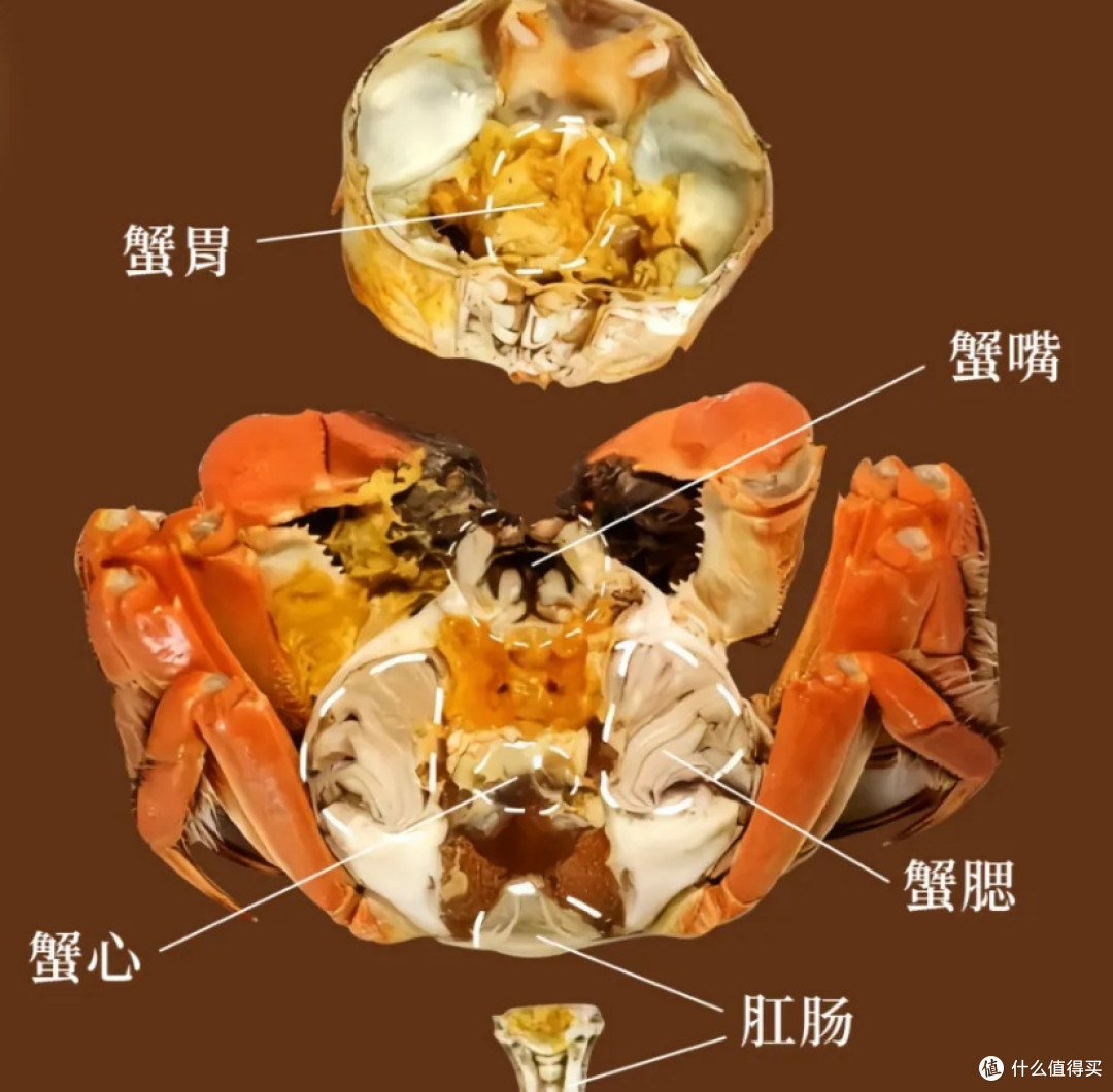 大闸蟹食用全流程技巧|金秋品鲜避坑指南