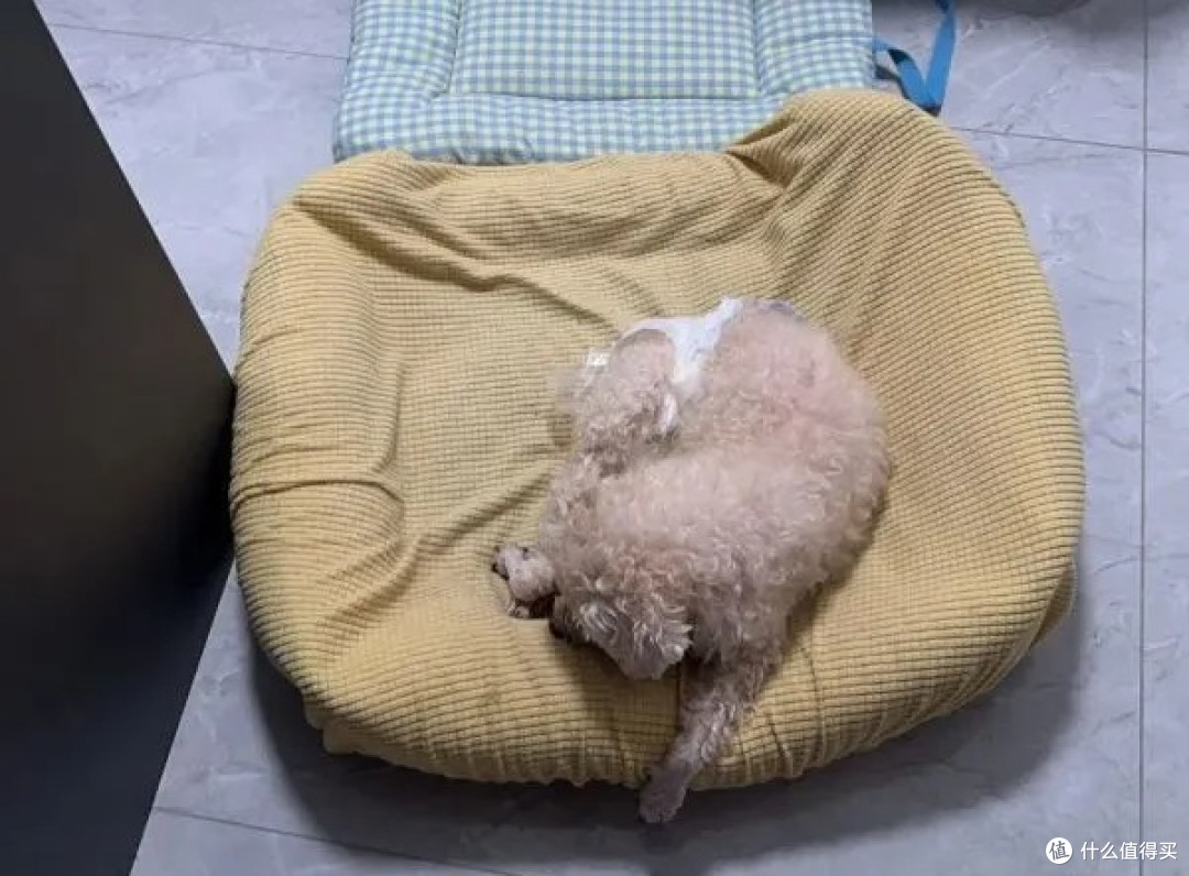 老年犬猫晚上乱叫？4款神经养护补充剂对比帮你选