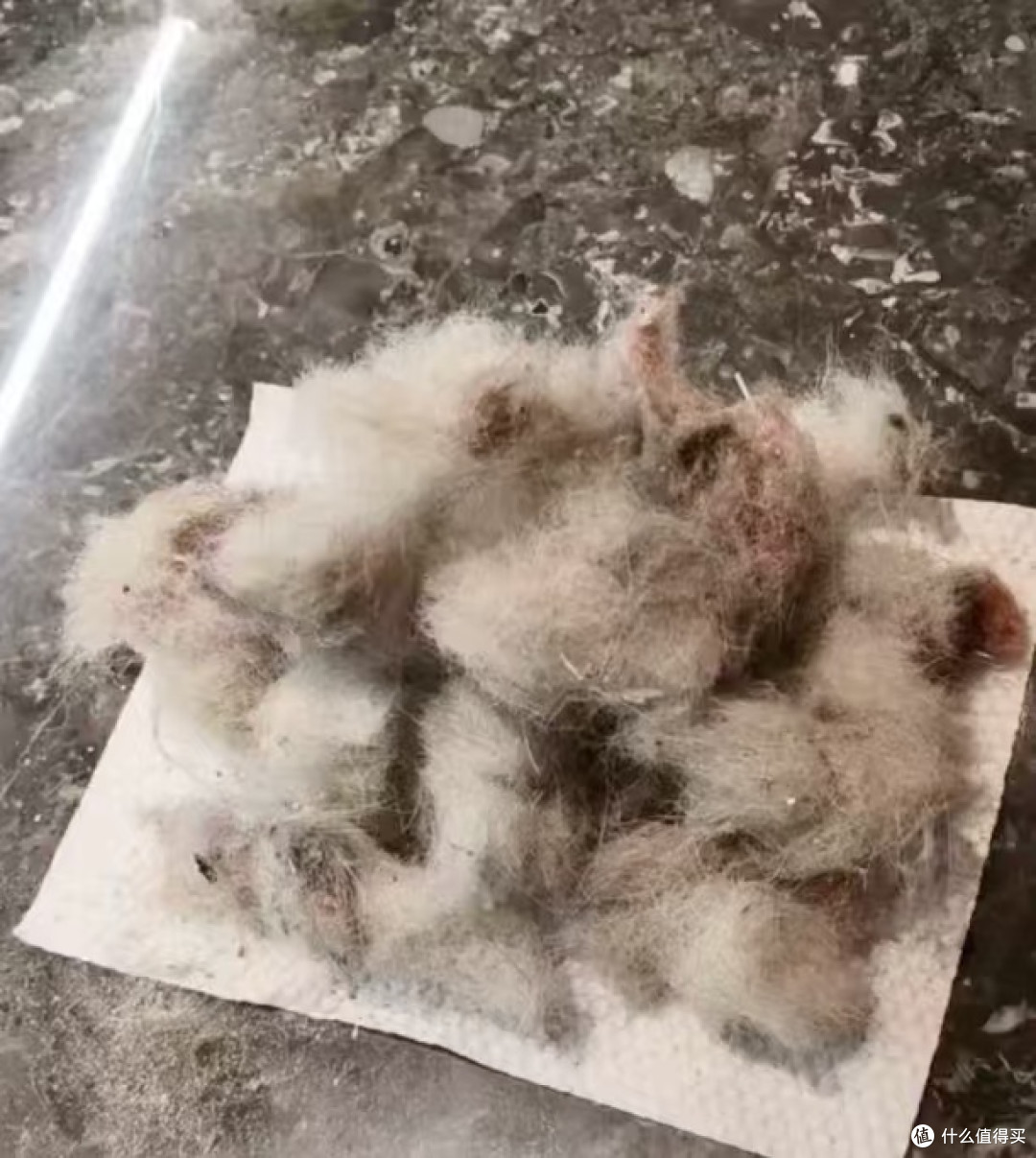 家有宠物又有地毯？这机器真是救星