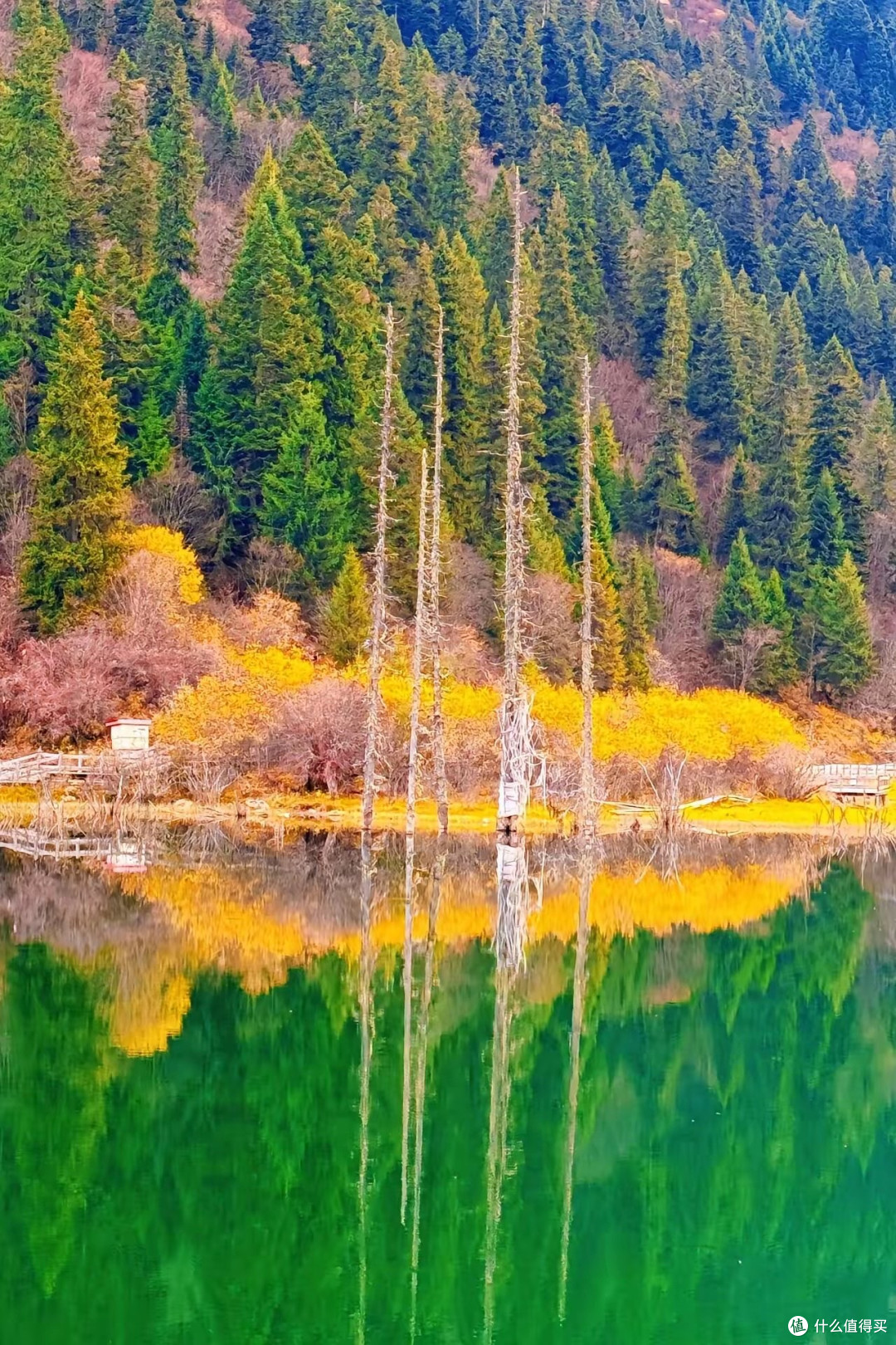 预算有限买海参，怎么选才不花冤枉钱