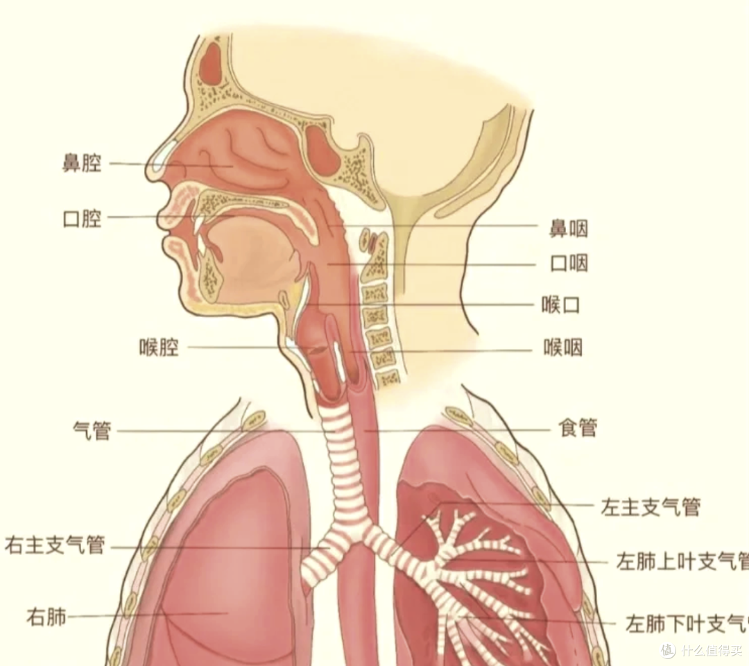 换季呼吸自救指南：你的鼻子和肺，正在经历一场无声的渡劫！