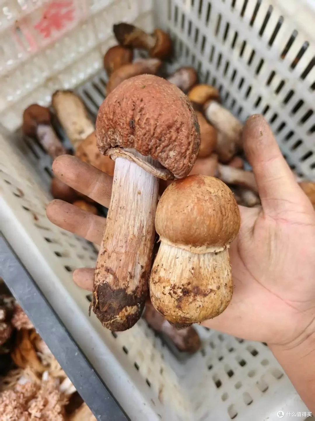 一锅菌汤如何不走样:牛宝贝从选料到上桌的品控拆解