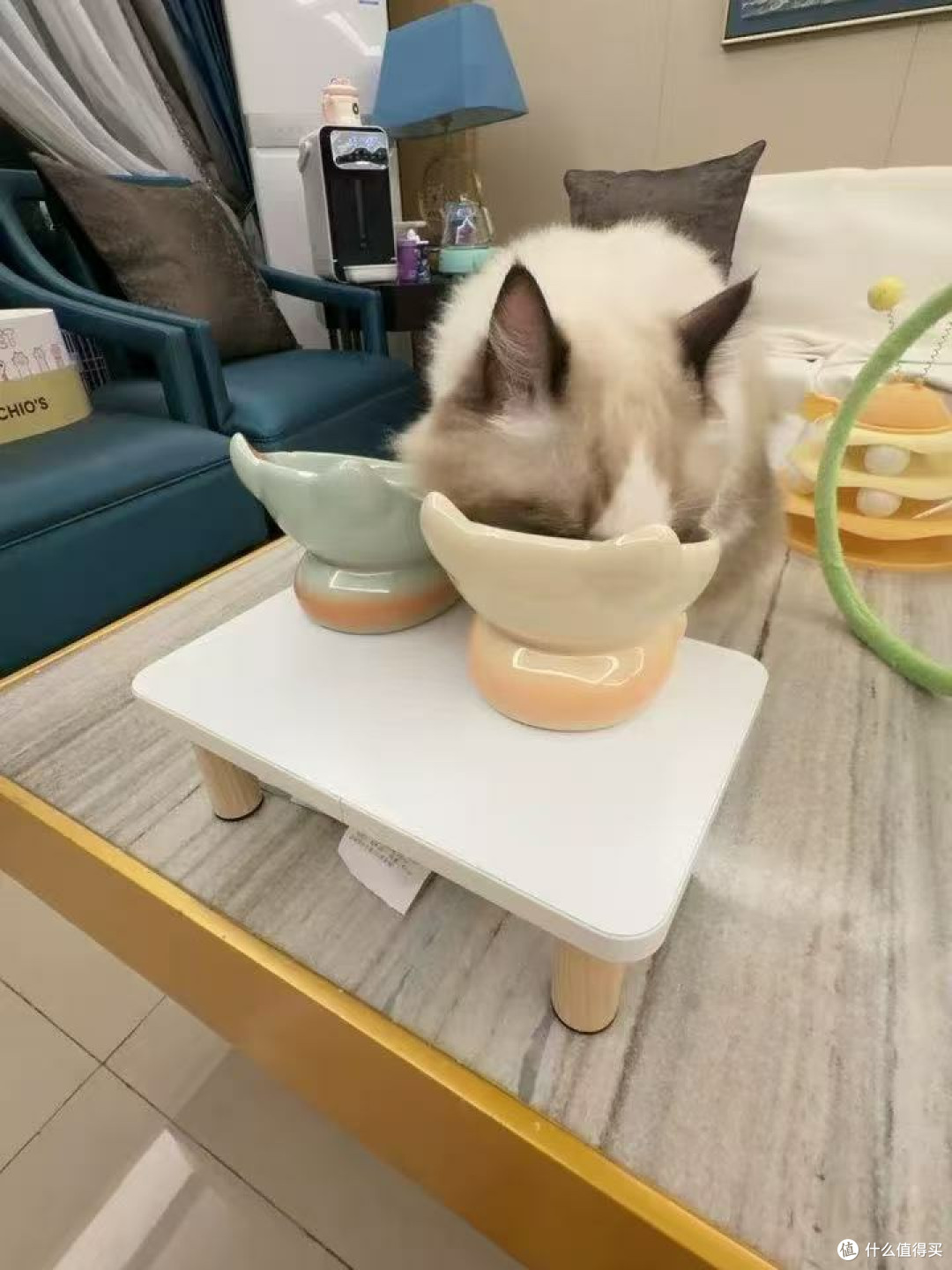 猫低头吃饭这件事,比想象中伤脖子