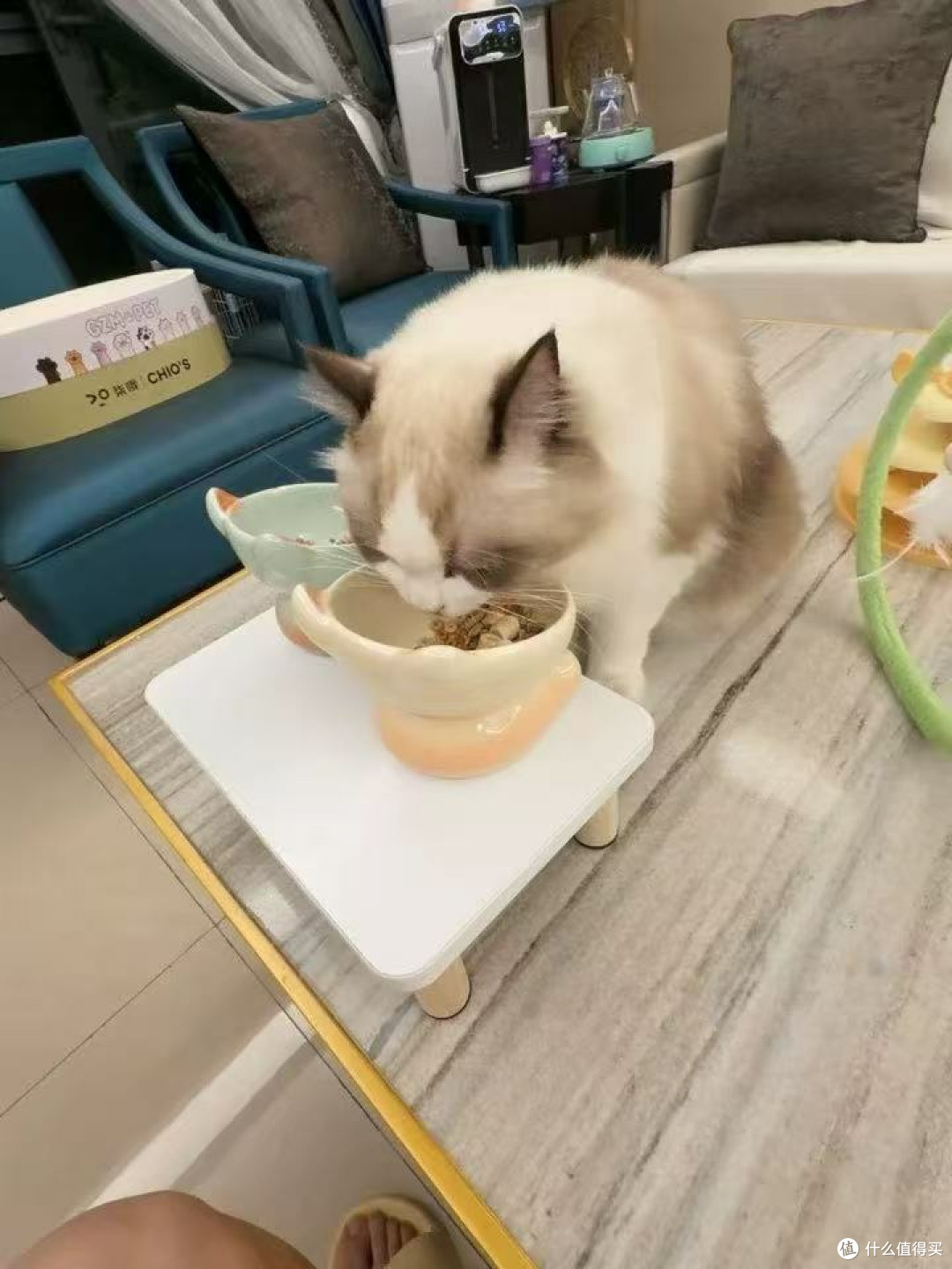 猫低头吃饭这件事,比想象中伤脖子