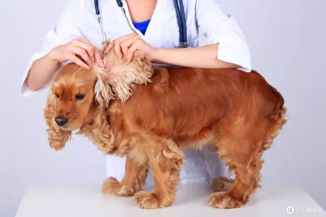 犬猫驱虫药怎么选?安全性、驱虫谱、便利性、三维度实测,国产进口品牌对号入座