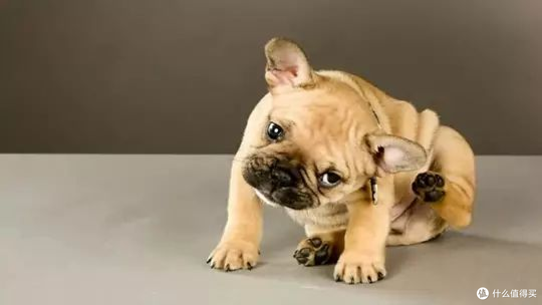 犬猫驱虫药怎么选?安全性、驱虫谱、便利性、三维度实测,国产进口品牌对号入座