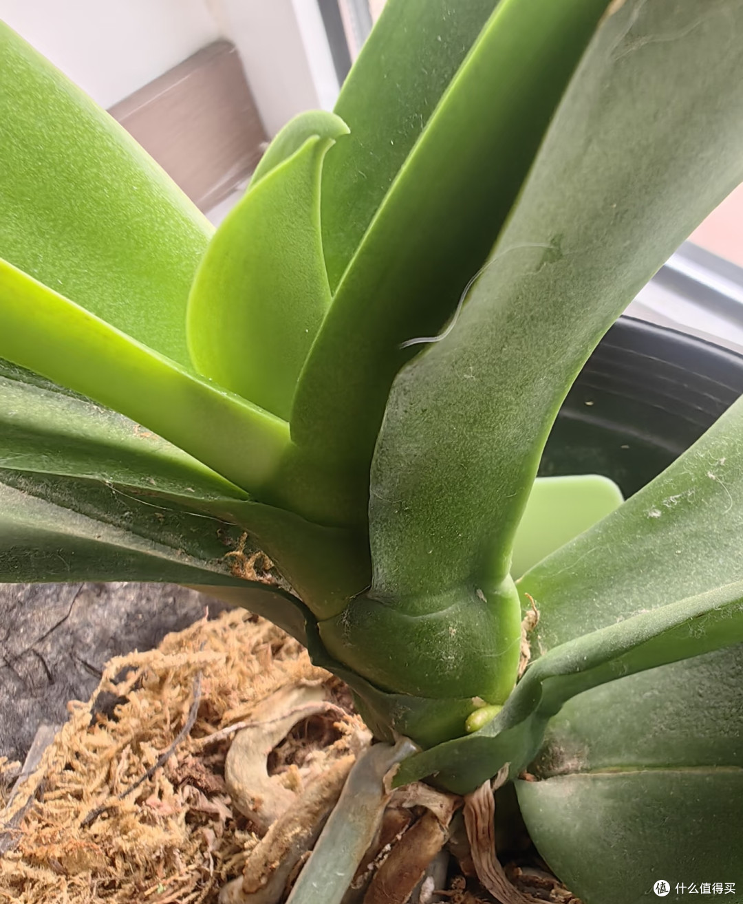 蝴蝶兰低温出不了花箭？别瞎冻！1招控温差，稳住花箭快速绽放