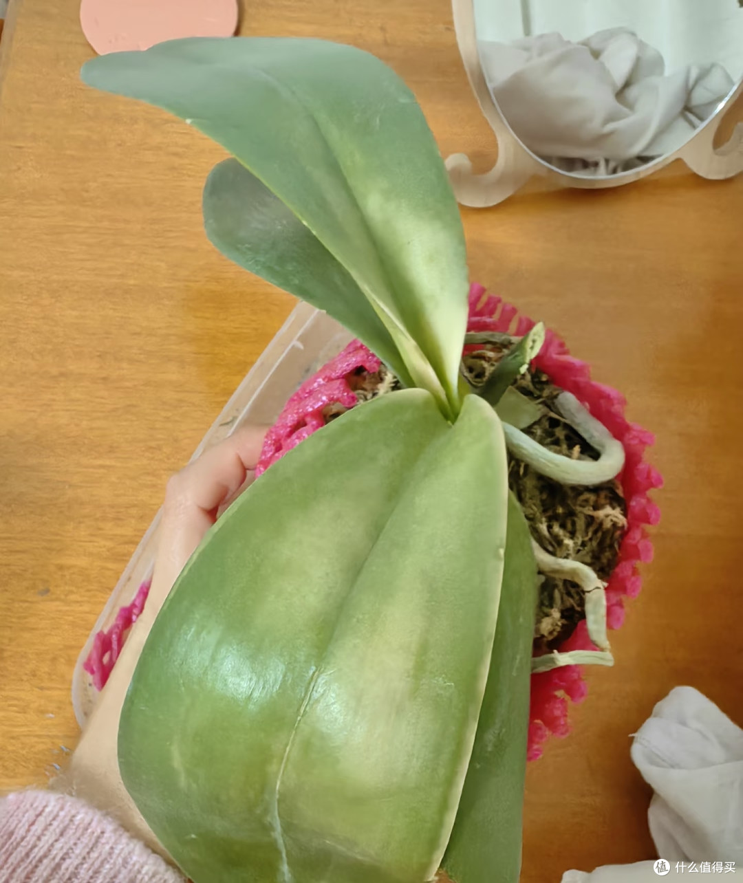蝴蝶兰低温出不了花箭？别瞎冻！1招控温差，稳住花箭快速绽放