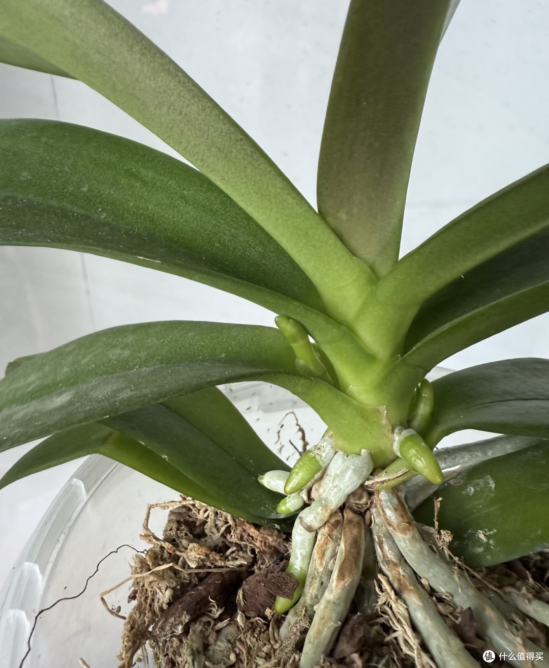 蝴蝶兰低温出不了花箭？别瞎冻！1招控温差，稳住花箭快速绽放
