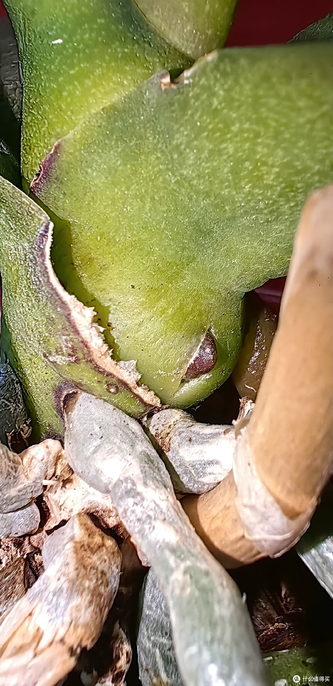 蝴蝶兰低温出不了花箭？别瞎冻！1招控温差，稳住花箭快速绽放