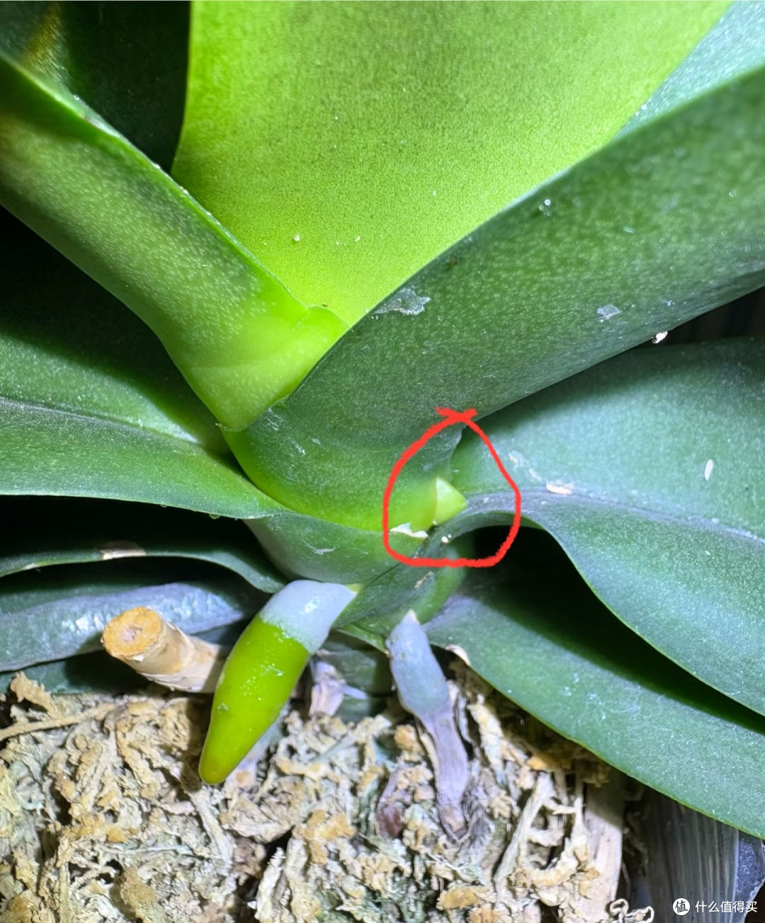 蝴蝶兰低温出不了花箭？别瞎冻！1招控温差，稳住花箭快速绽放