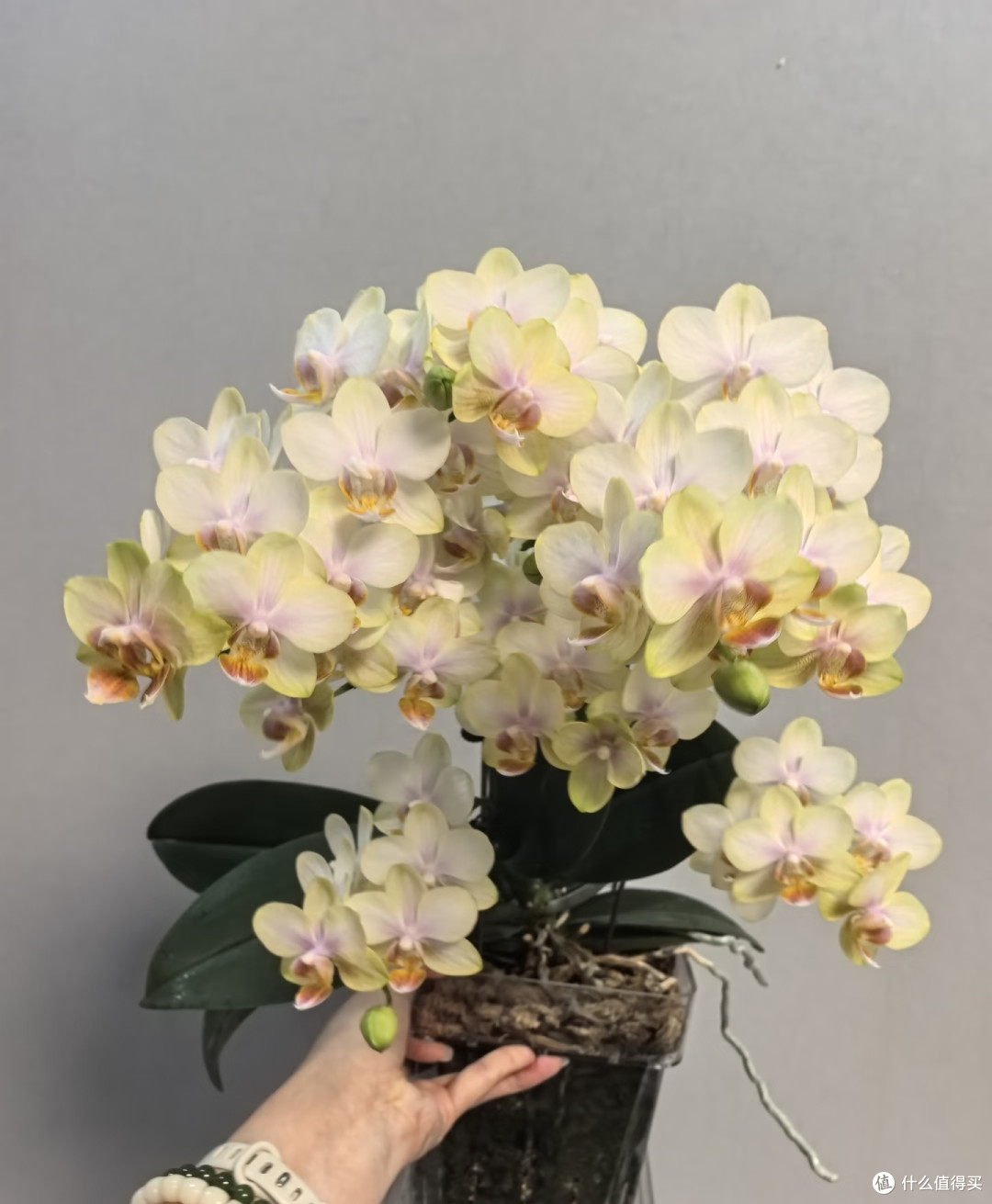 蝴蝶兰低温出不了花箭？别瞎冻！1招控温差，稳住花箭快速绽放