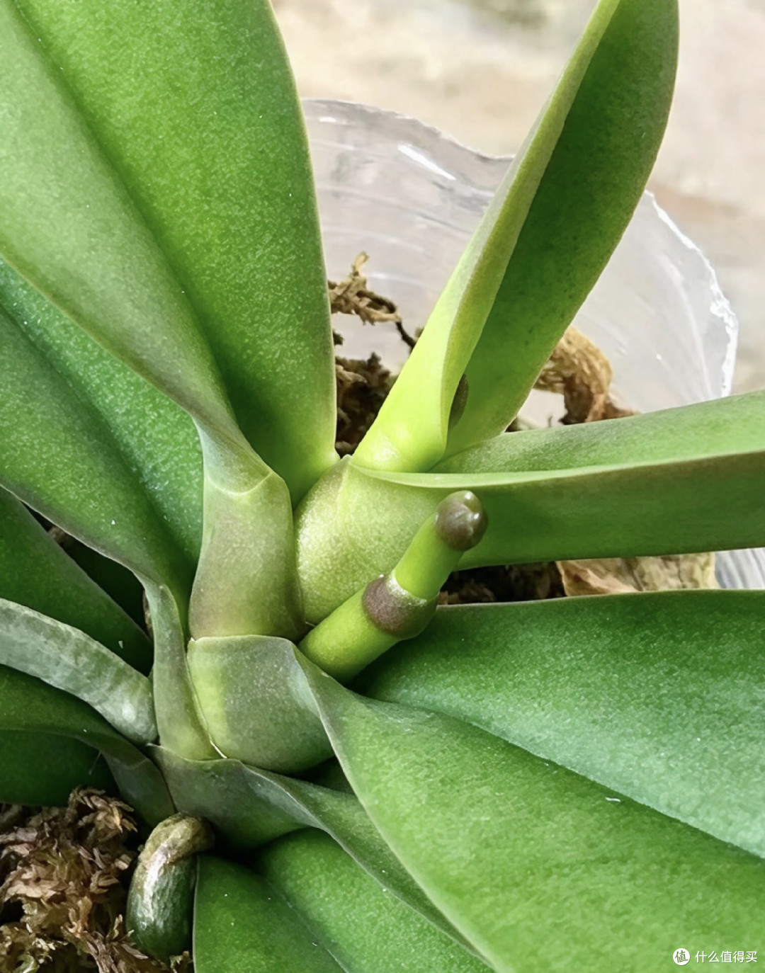 蝴蝶兰低温出不了花箭？别瞎冻！1招控温差，稳住花箭快速绽放