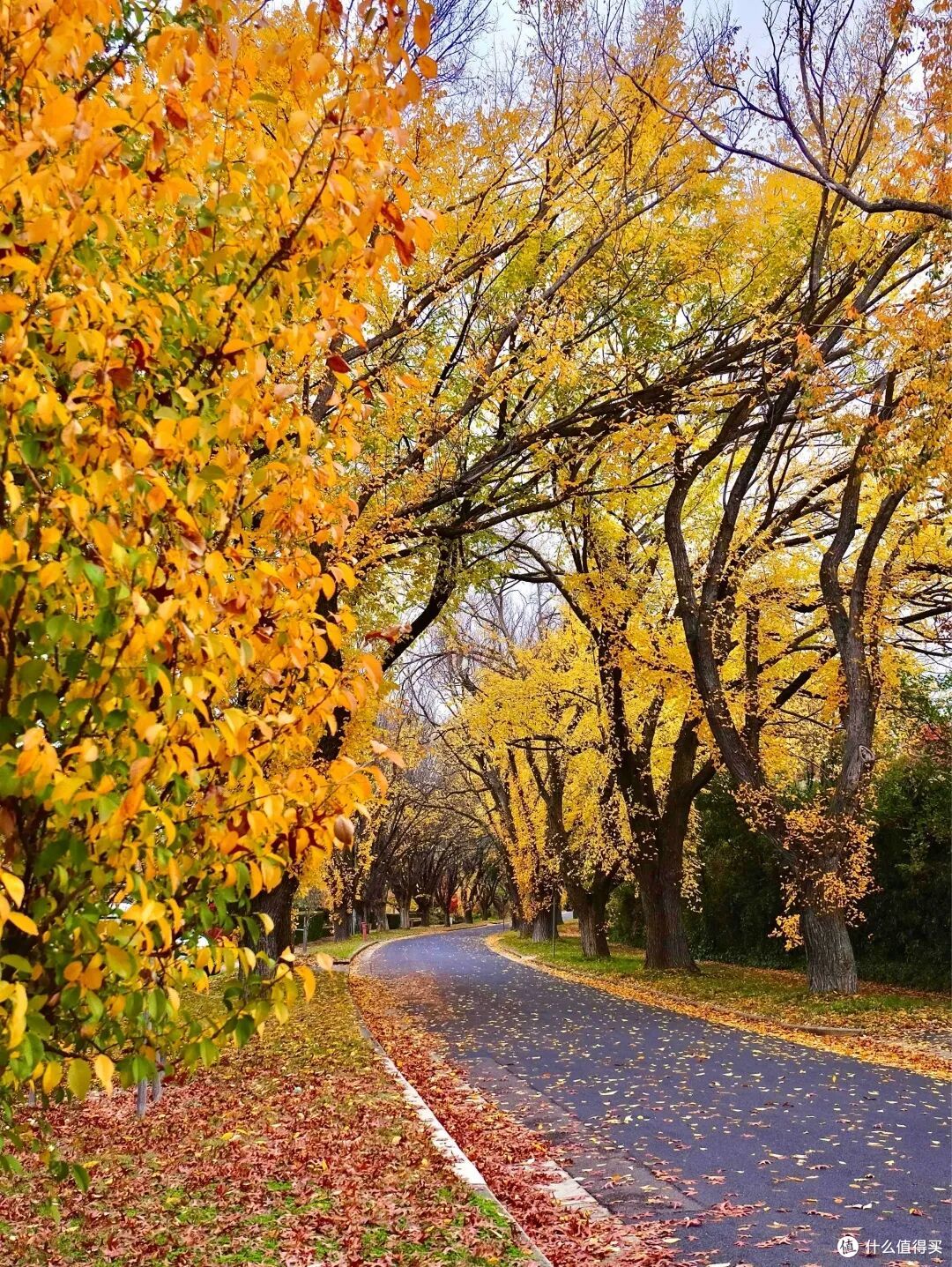 ● Grant Crescent, Canberra, Australian Capital Territory  📷 / © mini鲸鱼🐳 via 小红书