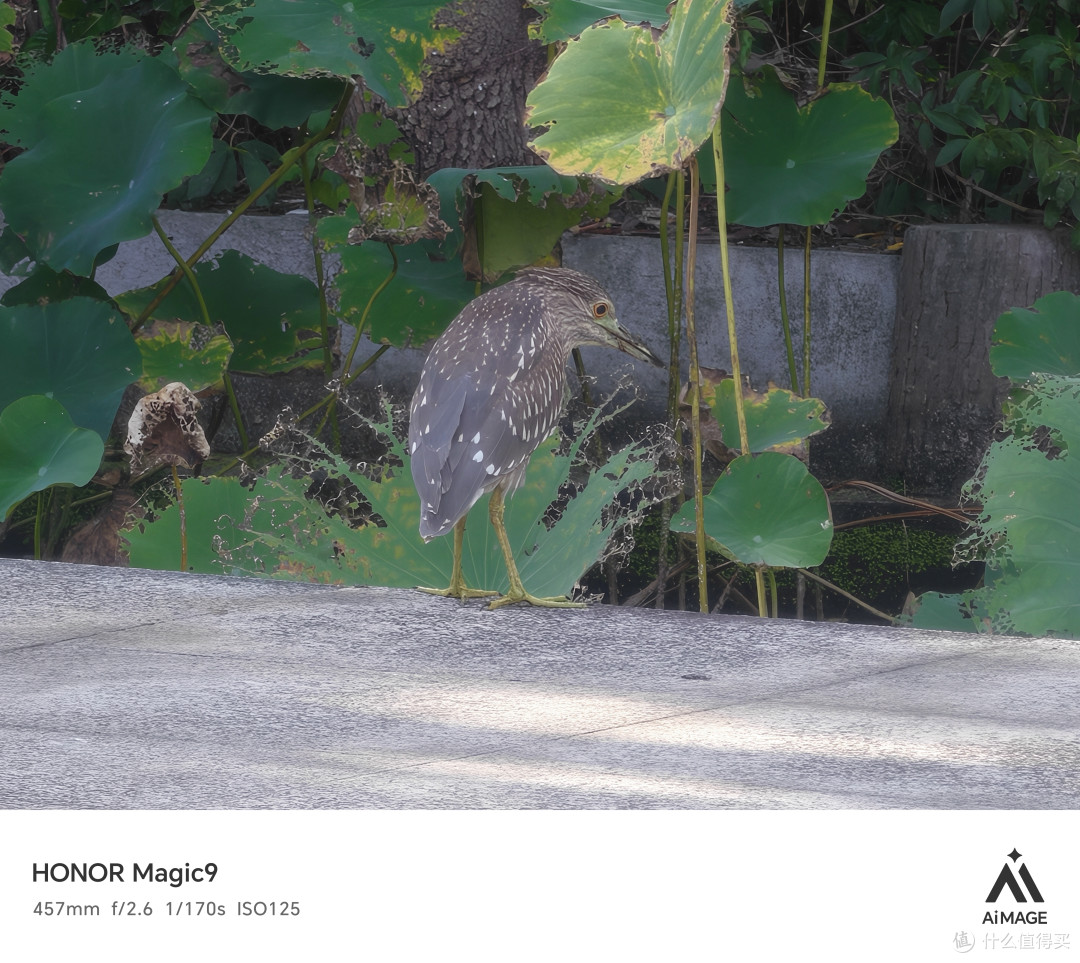 小机身大电池装下整套阿莱色彩，荣耀Magic9使用体验分享