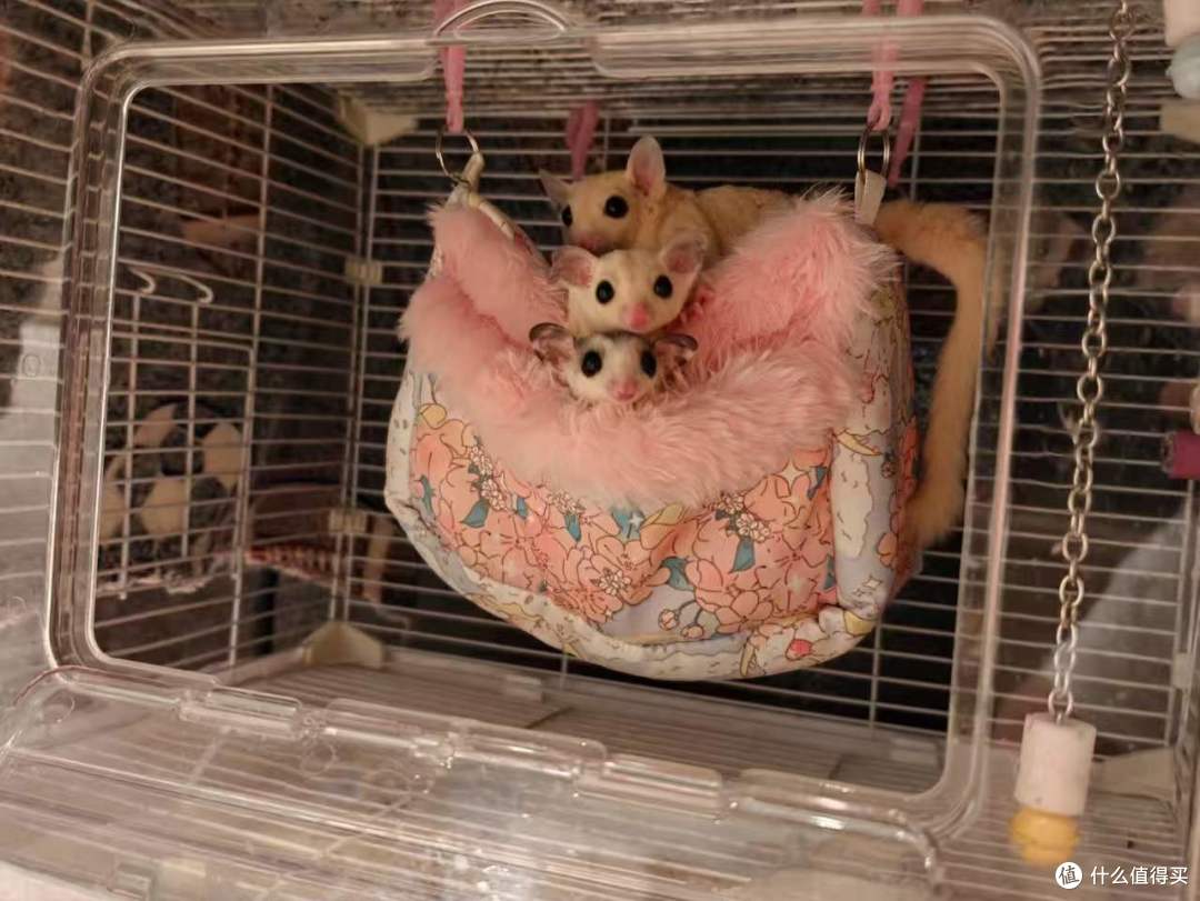 从上到下分别是妹妹，小猪妹和松松