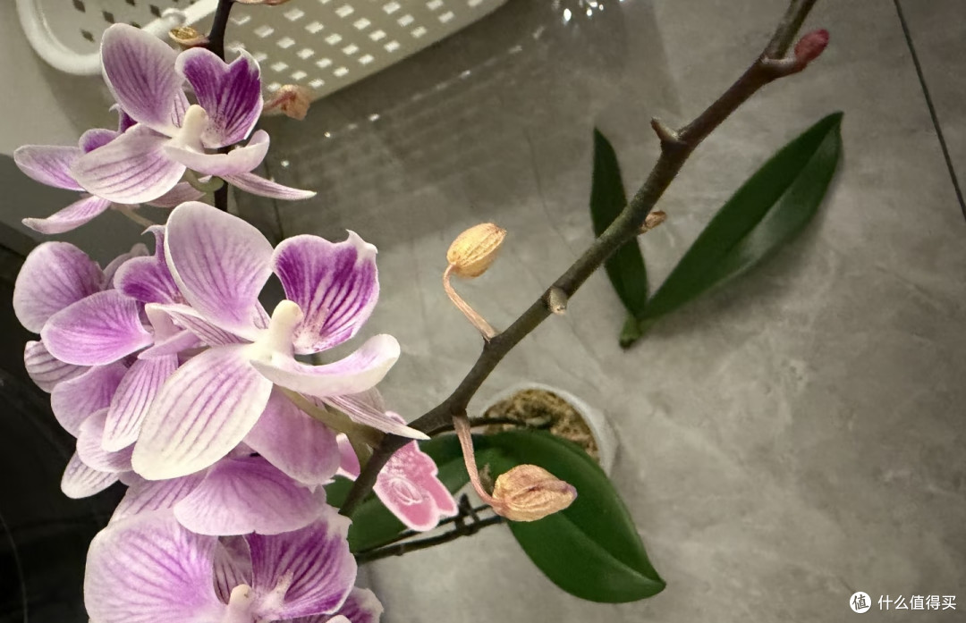 11月养蝴蝶兰,有4件事千万别做,否则长出花箭也难开花