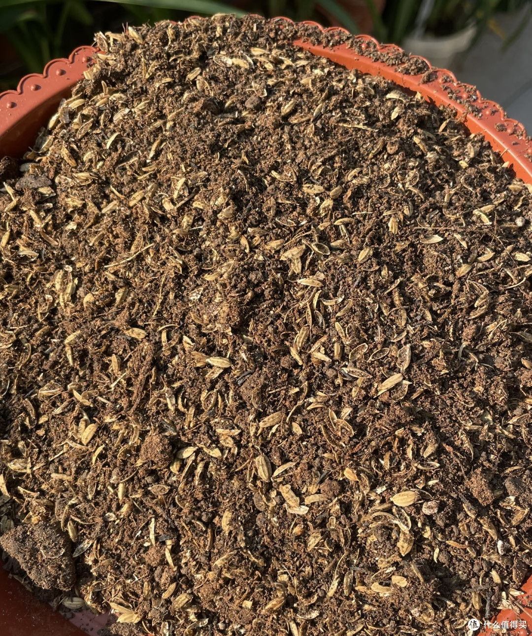 我家朱顶红年年爆花，就是因为放弃了“干透浇透”这个蠢办法