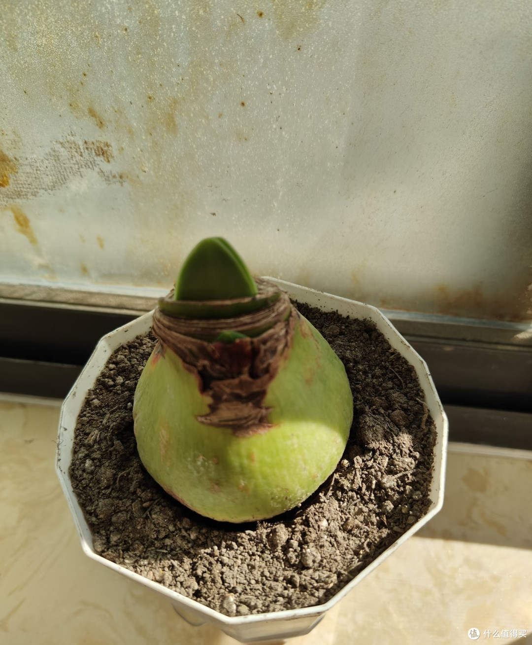 我家朱顶红年年爆花，就是因为放弃了“干透浇透”这个蠢办法