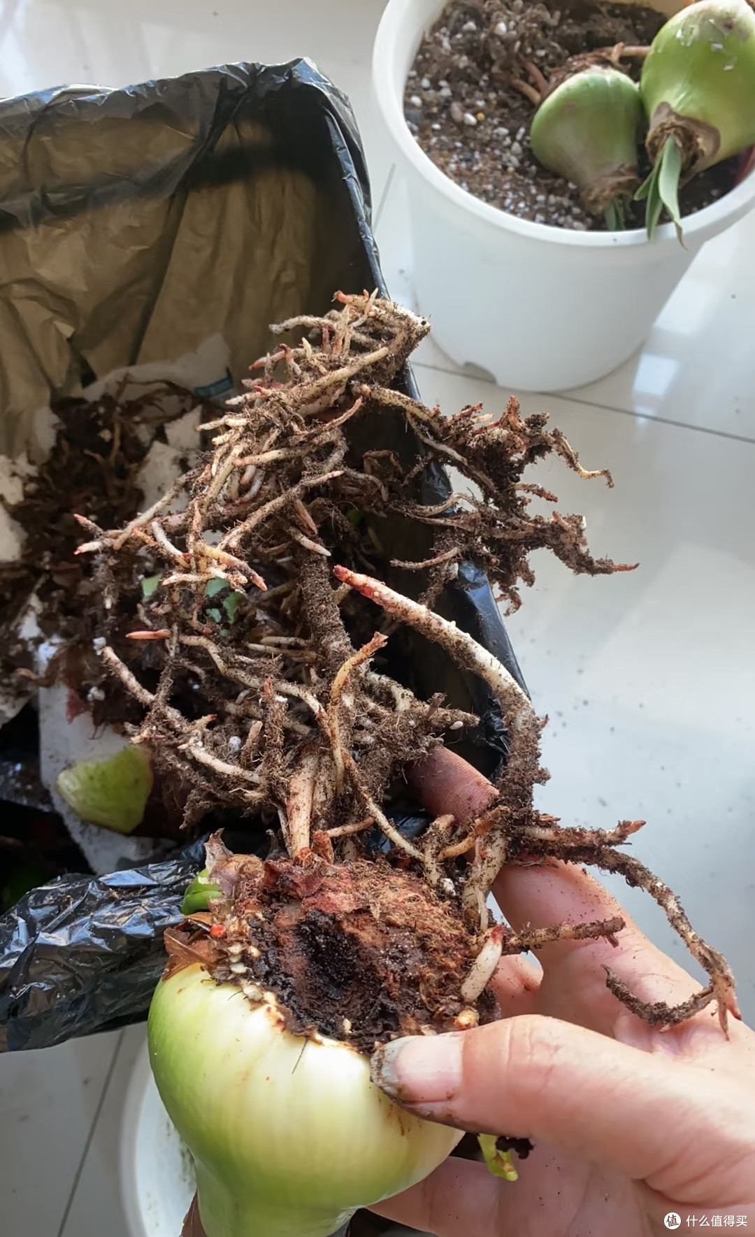 我家朱顶红年年爆花，就是因为放弃了“干透浇透”这个蠢办法