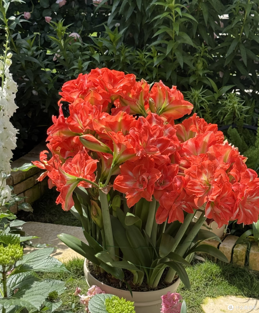 我家朱顶红年年爆花，就是因为放弃了“干透浇透”这个蠢办法